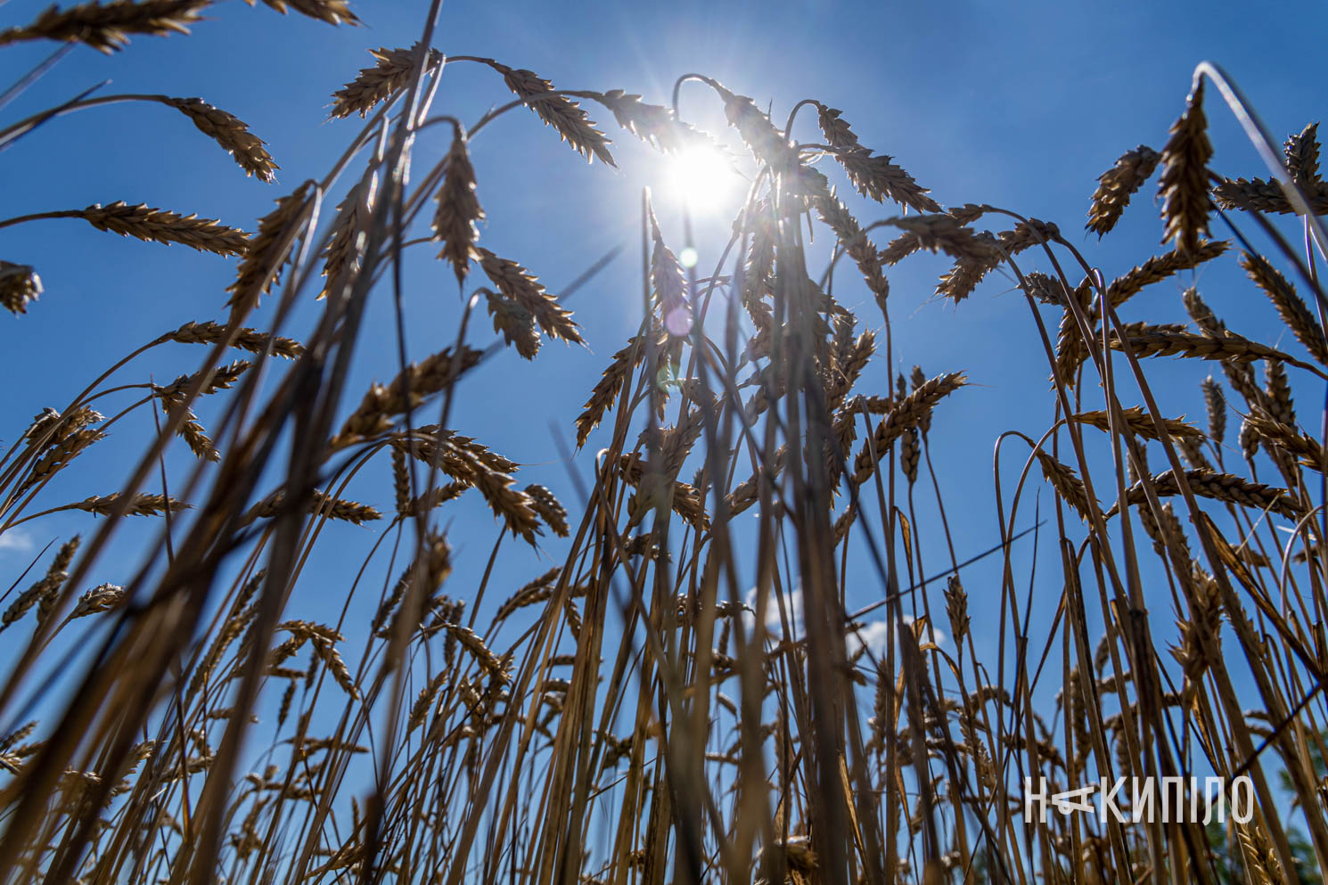 Поля зернових