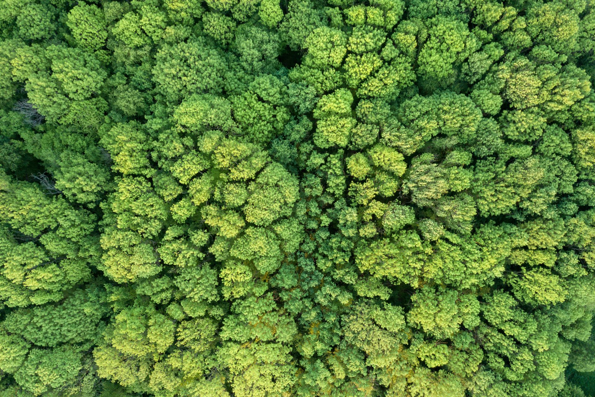 Logo goryzontalne kopiya 6